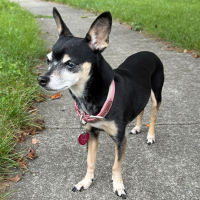 Apple the Dog