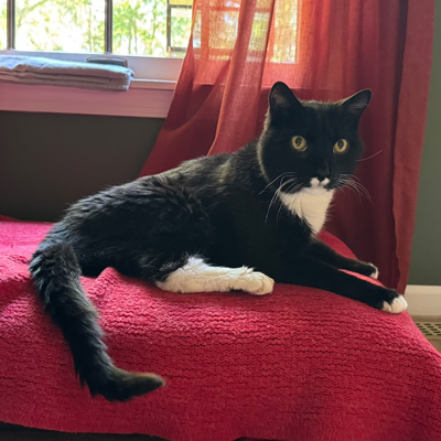 Archie the Cat