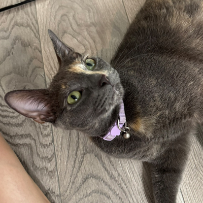Ari the Cat