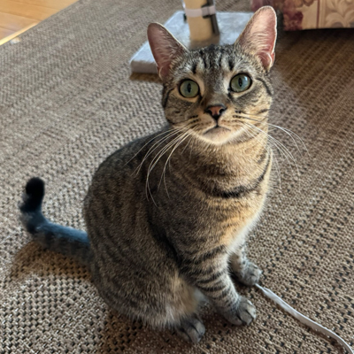 Baby the Cat