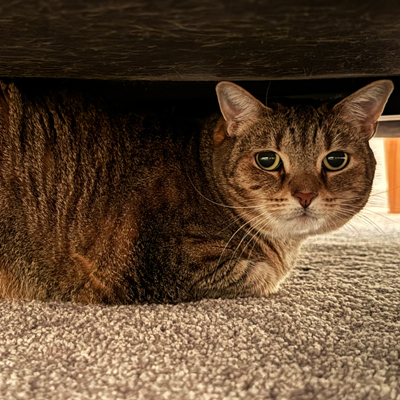 Baby the Cat
