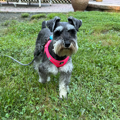 Bailey the Dog