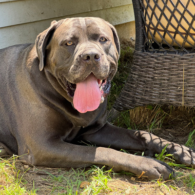 Bear the Dog