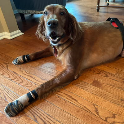 Bear the Dog