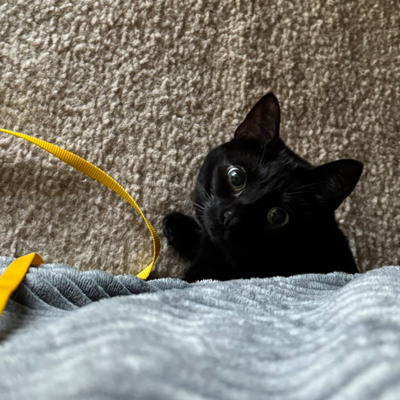 Bellatrix the Cat