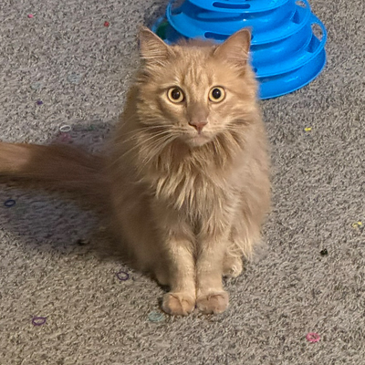 Biscuit the Cat