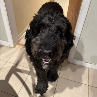 Blake the Dog
