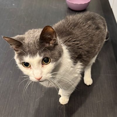 Bootsie the Cat