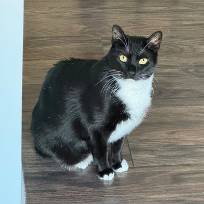 Bubba the Cat