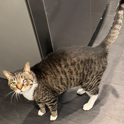 Bucky the Cat