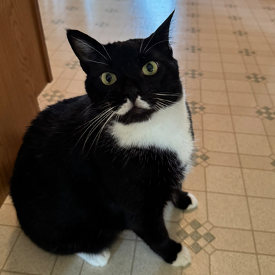 Buddy the Cat