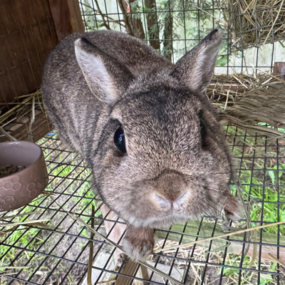 Bunny the Rabbit
