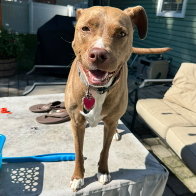 Cali the Dog