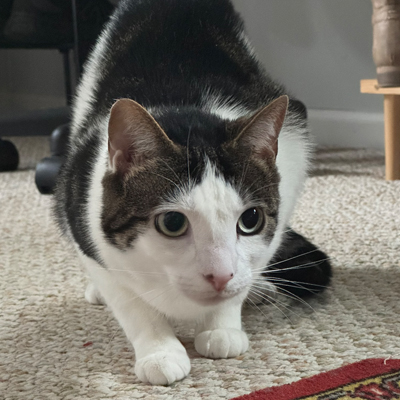 Cali the Cat