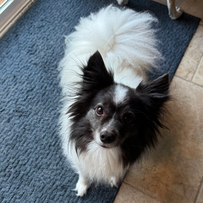 Carl the dog