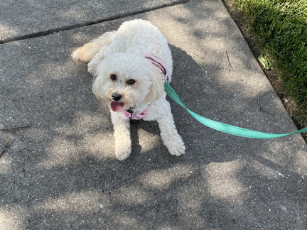 Chloe the Dog testimonial image