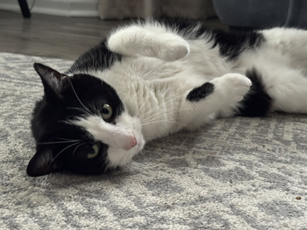 Louis the Cat testimonial image