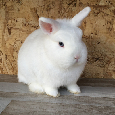 Chippy the Rabbit