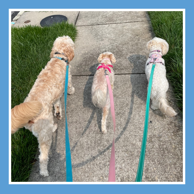 Happy dog out for a walk with Pawsome Help in Williamstown, NJ