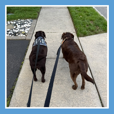 Pet sitter walking multiple dogs near a park in Williamstown, NJ