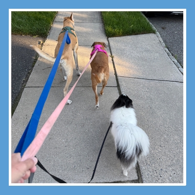 Golden retriever enjoying a sunny dog walk with Pawsome Help