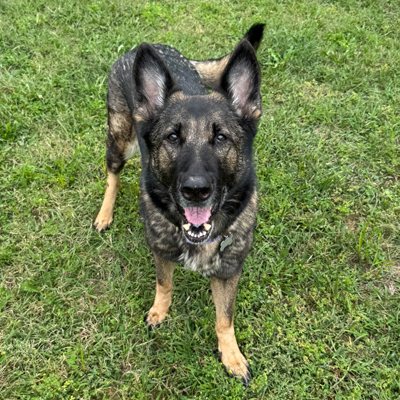Dutchess the Dog