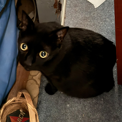 Eugene the Cat