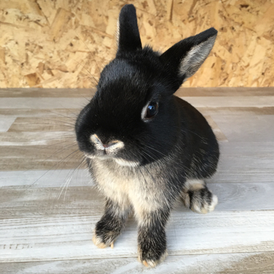 Fatty the Rabbit