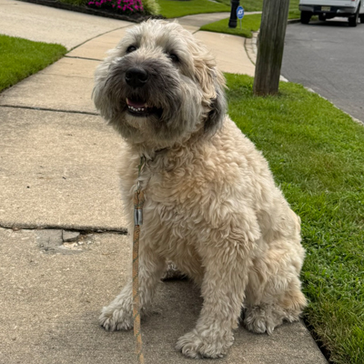 Finn the Dog