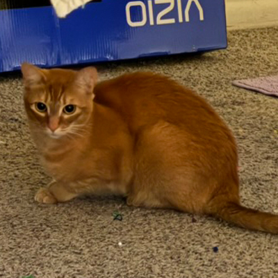Fox the Cat