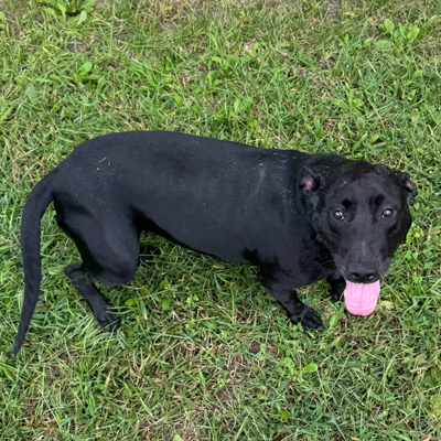 Gemma the Dog