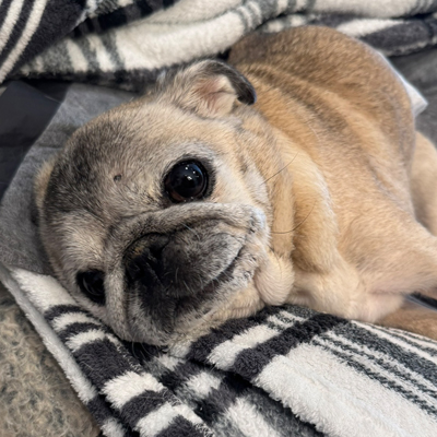 Georgie the Dog