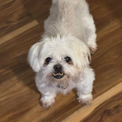 GiGi the Dog