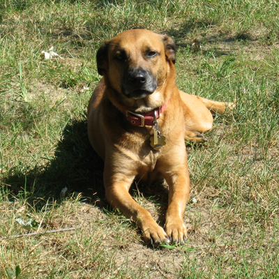 Ginger the Dog