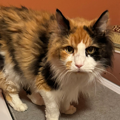 Gizzy the cat