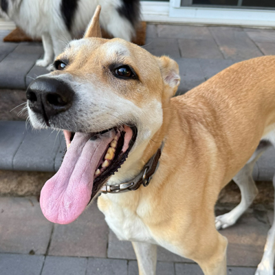 Gordon the dog