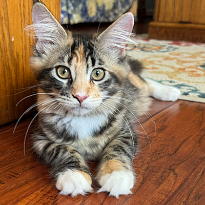 Gracie the Cat