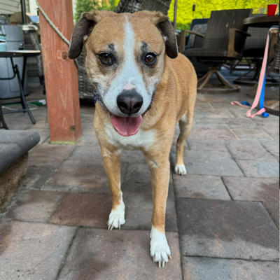 Gretel the dog