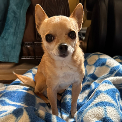 Harley the Dog