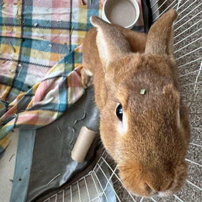 Henry the Rabbit