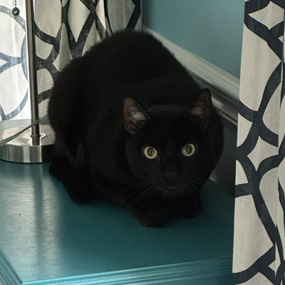 Jasper the Cat