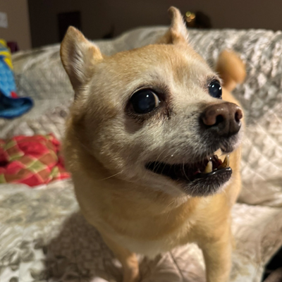 Jet the Dog