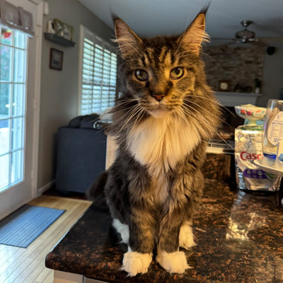 Jimi the Cat
