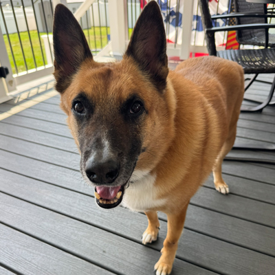 Joey the Dog