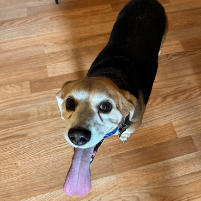 Jojo the Dog