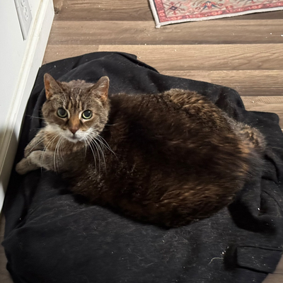 Kit the Cat