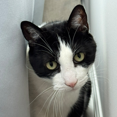 Louis the Cat
