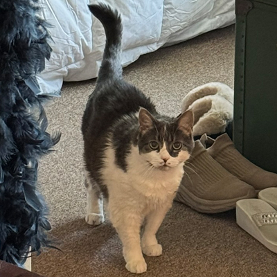 Luna the Cat