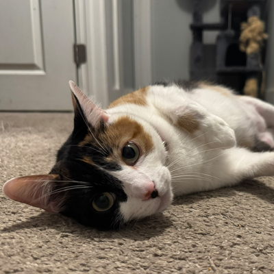 Luna the cat