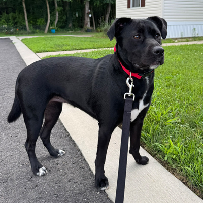 Maggie the Dog